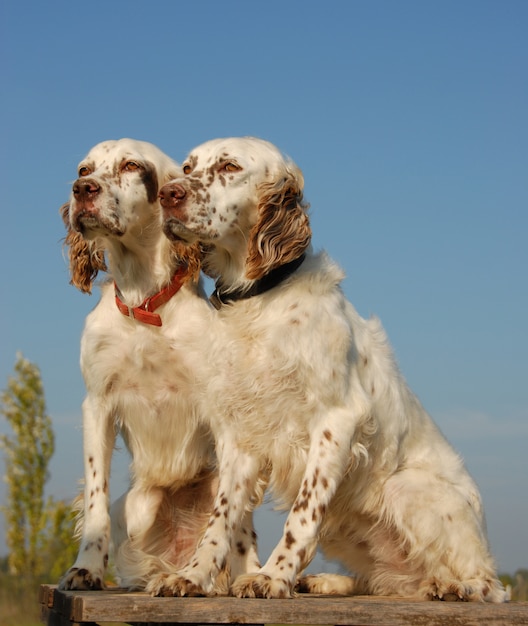 Dos setters ingleses