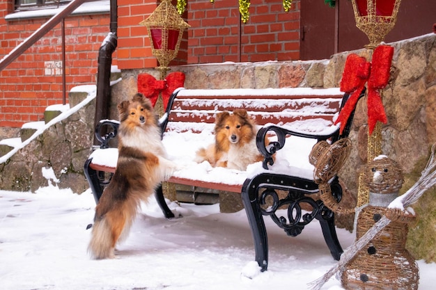 Dos shelties en un banco de navidad