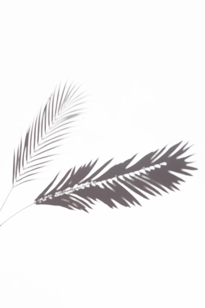 Foto dos sombras de hojas de palma sobre un fondo blanco.