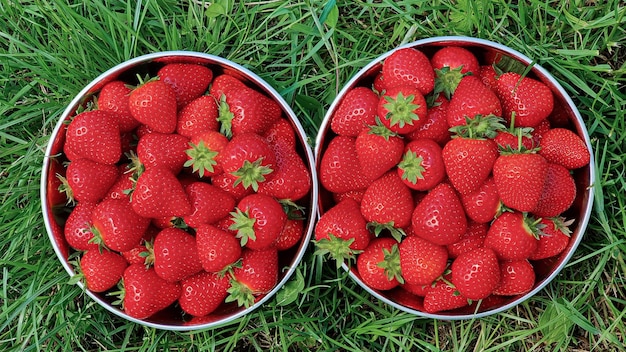 dos tazas con fresas rojas se paran en la hierba