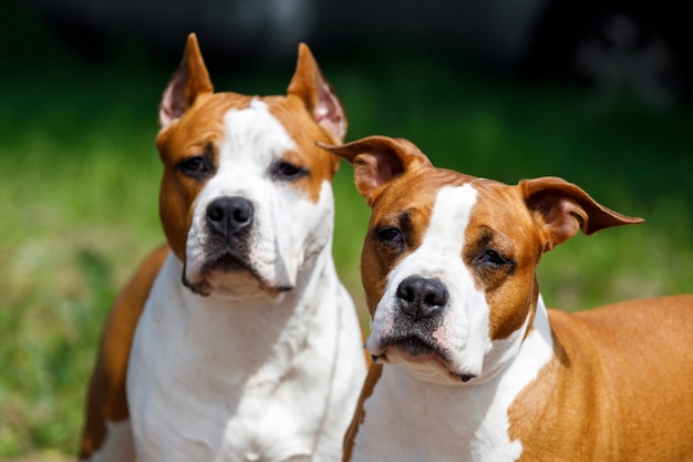 Dos terriers de Staffordshire en la naturaleza en el verano. Madre e hijo. Foto de alta calidad