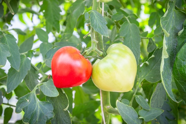 Dos tomates en crecimiento de forma de corazón, rojo y verde