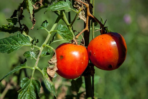 Dos tomates frescos en el jardín en el día del sol