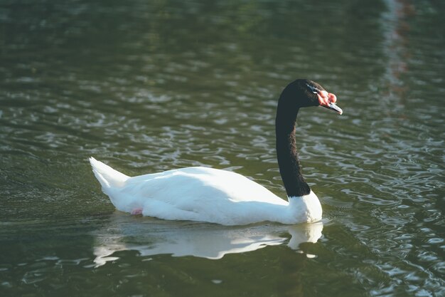 dos tonos de cuello negro y cuerpo blanco ganso flotando sobre el río en tono vintage.