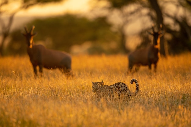 Foto dos topi miran a un leopardo caminando por la hierba