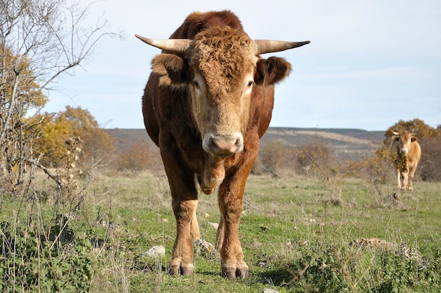 Dos toros marrones en un prado