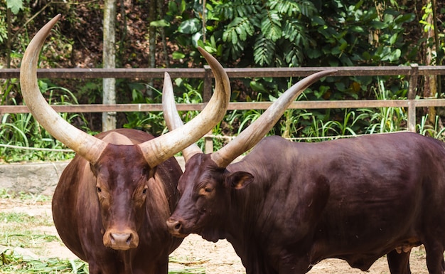 Dos toros rojos africanos