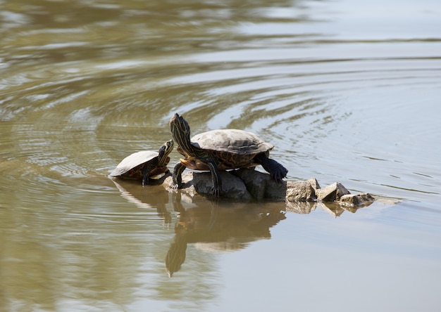 Dos tortugas de agua en la roca