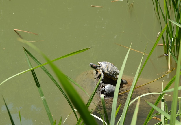 Dos tortugas madre y cachorro sentado en la orilla del estanque