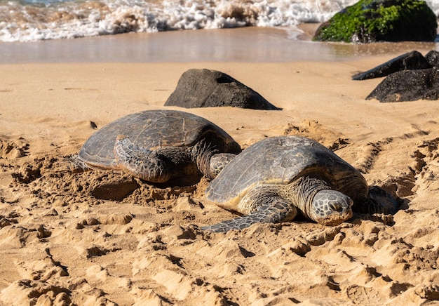 Dos tortugas marinas en Laniakea Beach cerca de Haleiwa en la costa norte de Oahu en Hawai