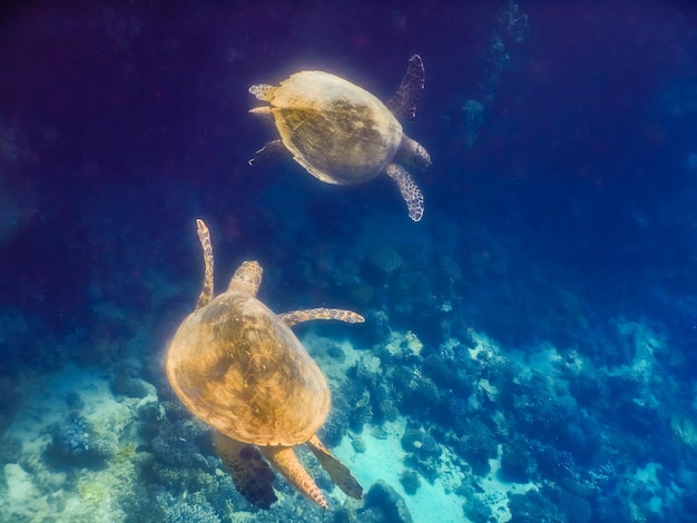 Dos tortugas marinas verdes que brillan intensamente flotando juntas cerca de un arrecife de coral