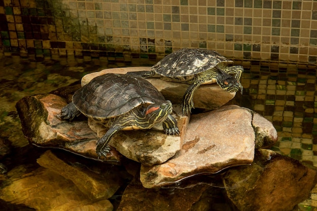 Dos tortugas sentadas sobre rocas en un terrario