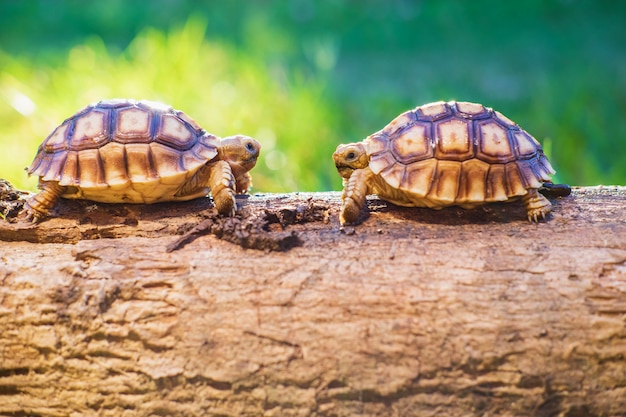 Dos tortugas de Sukata en el bosque