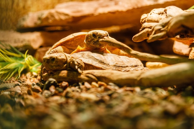 Dos tortugas sulcata apareándose con una lámpara roja