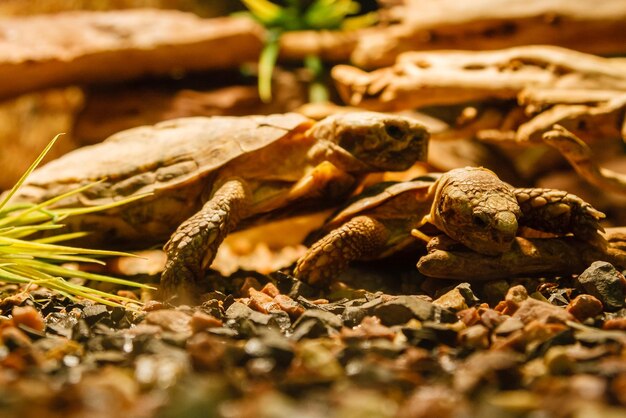 Dos tortugas sulcata apareándose con una lámpara roja