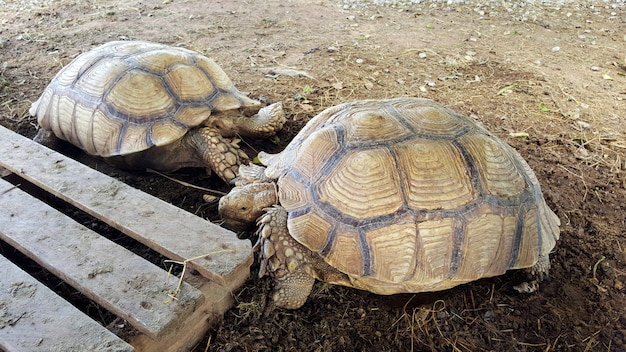 Dos tortugas en un zoológico abierto