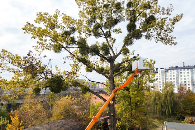 Dos trabajadores de servicio cortando grandes ramas de árboles con motosierra desde la plataforma de la grúa elevadora de silla alta. Concepto de deforestación y jardinería.