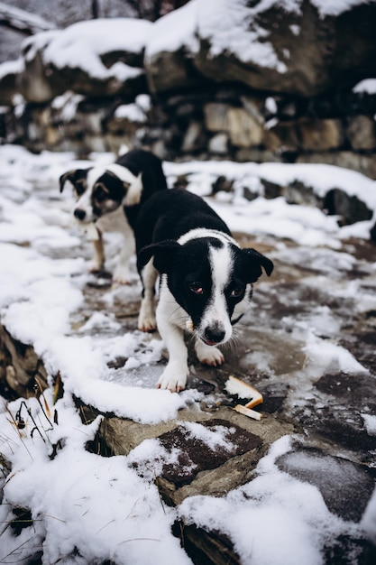 dos tristes perros sin hogar en blanco y negro se ven lamentablemente. animales sin hogar. perros desafortunados la necesidad de