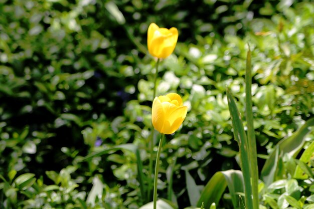 Dos tulipanes amarillos en un campo verde