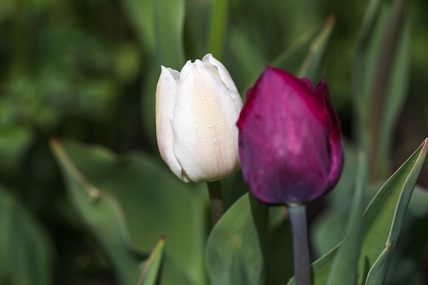 Dos tulipanes en un jardín blanco y morado closeup profundidad de campo