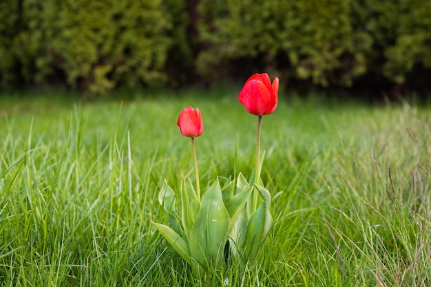 Dos tulipanes rojos sobre un fondo de hierba. Foto de alta calidad