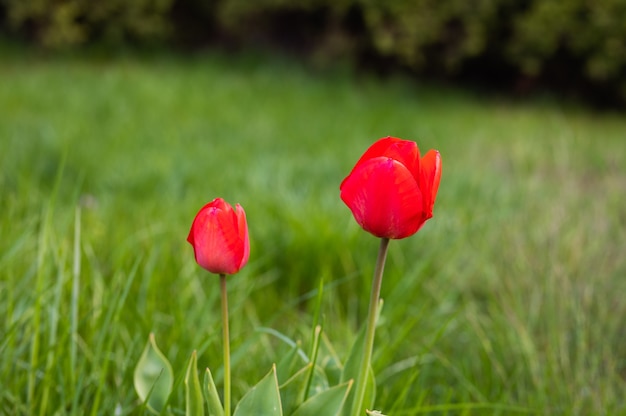 Dos tulipanes rojos sobre un fondo de hierba. Foto de alta calidad