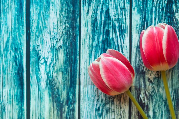 Dos tulipanes rojos sobre un fondo de madera azul tarjeta de felicitación de Pascua, Día de la Madre o Día de la Mujer Copiar espacio para el texto