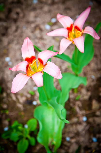 Dos tulipanes rosa Starburst