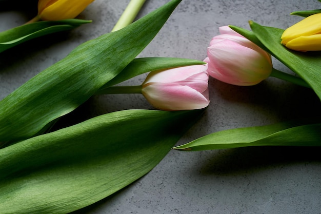 Dos tulipanes rosados unieron sus cabezas como señal de amor y unidadEspacio para texto Fondo de hormigón gris