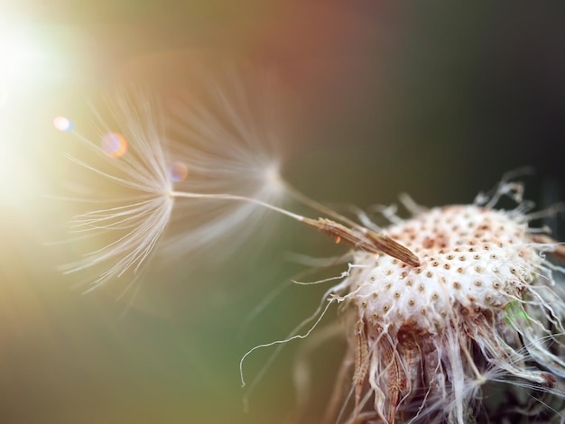 Los dos últimos paracaídas con semillas en un primer plano de un brote de diente de león redondeado, un día soleado de finales de verano, un enfoque selectivo suave, un fondo borroso, fotografía macro, espacio libre de imagen horizontal para texto