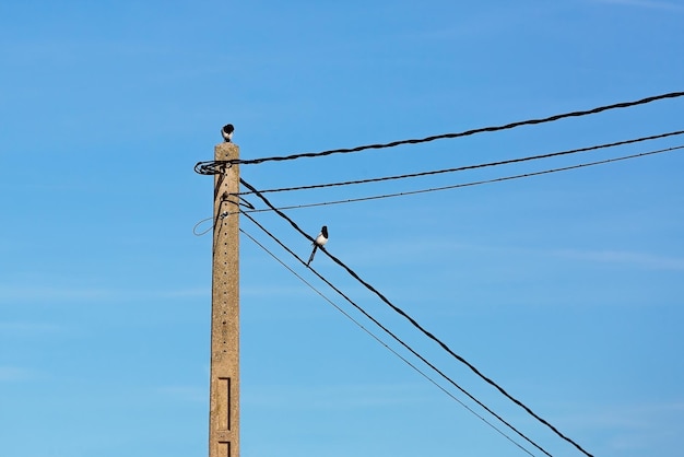 Dos urracas sentadas en un poste con cables