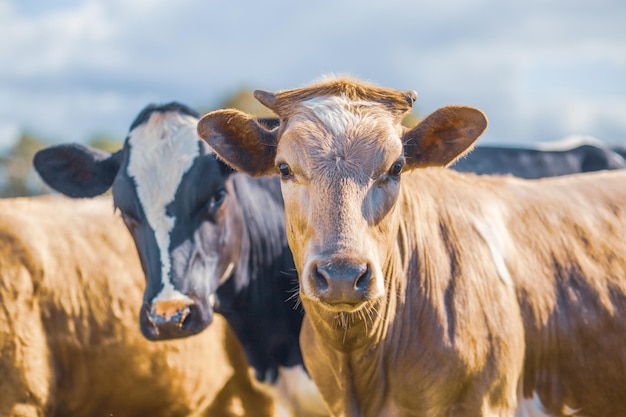 Foto dos vacas una al lado de la otra en un pasto