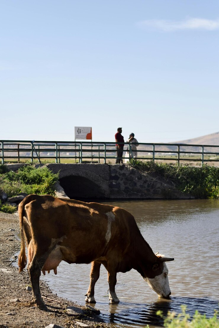 dos vacas bebiendo agua de un río con un letrero que dice 1