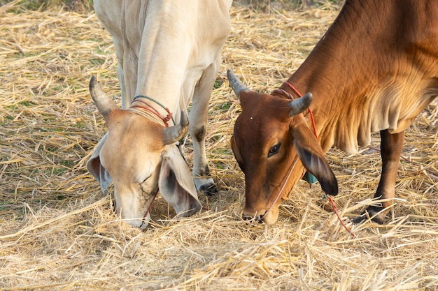 Dos vacas blancas y marrones en campo