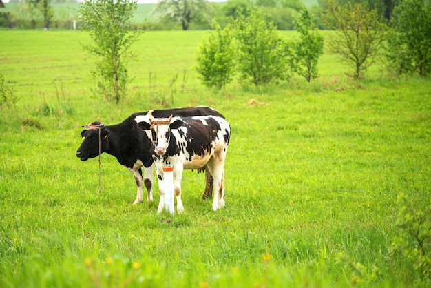 Dos vacas blancas y negras comen hierba fresca en el pastoreo en una cálida tarde de primavera Ganadería cría concepto de producción de carne y leche