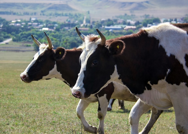 Dos vacas en blanco y negro con ojos expresivos caminando por el campo