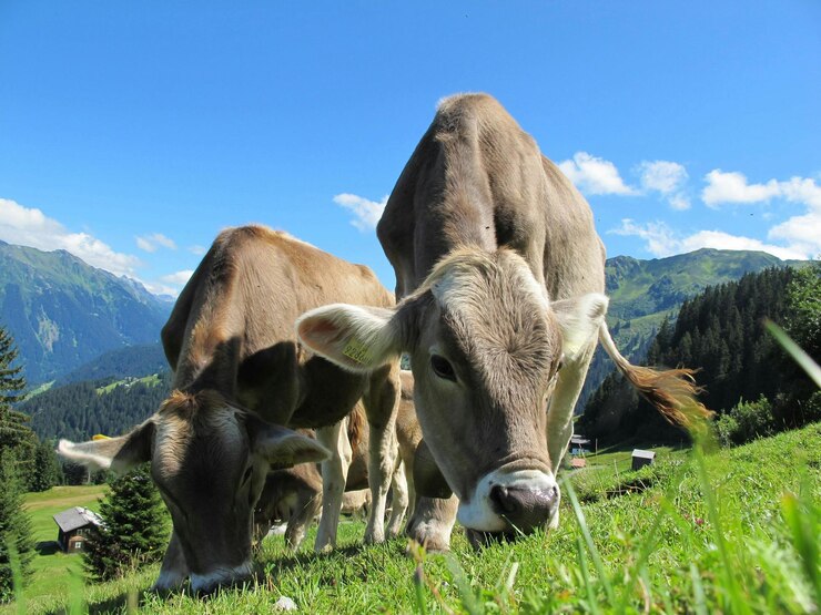 dos vacas están comiendo hierba en un campo con montañas en el fondo