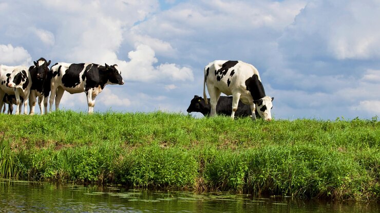 dos vacas están pastando en un campo con un fondo de cielo