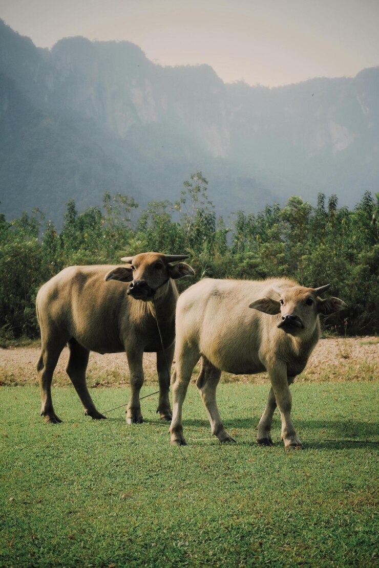 dos vacas están de pie en un campo con una montaña en el fondo