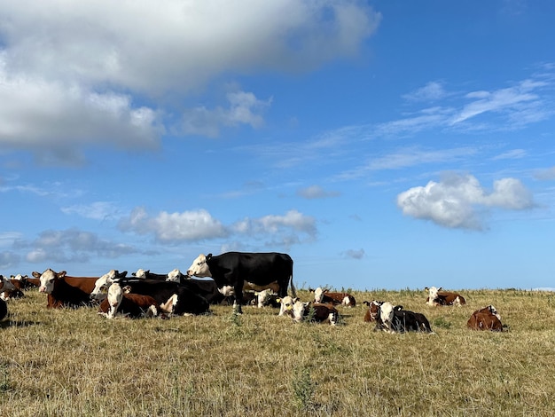 Dos vacas están de pie en un campo con una vaca