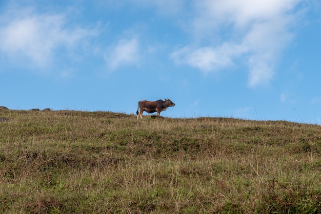 Dos vacas están en la pradera marchita