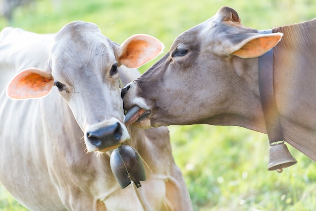 Foto dos vacas lamerán con su lengua