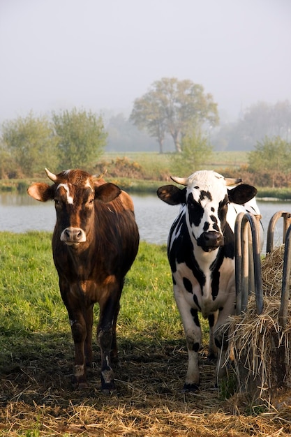 Dos vacas lecheras una al lado de la otra. Escena de agricultura rural.