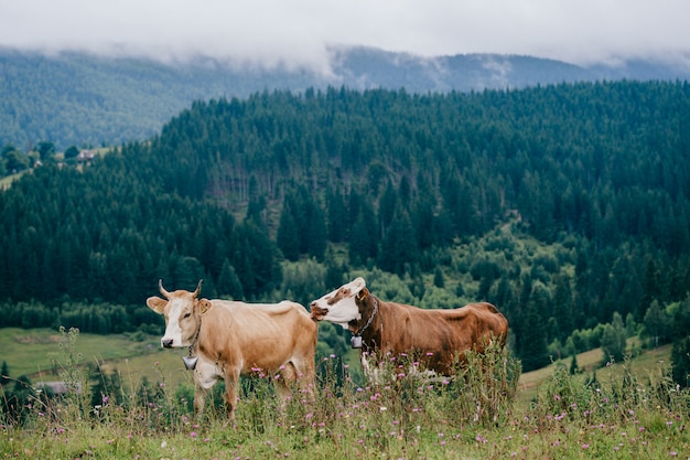 Dos vacas manchadas divertidas jugando en el pasto en las tierras altas