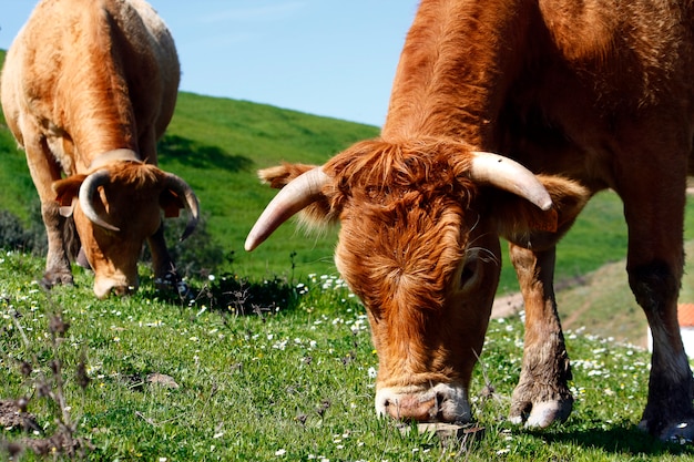 Dos vacas marrones que comen la hierba verde en las colinas.