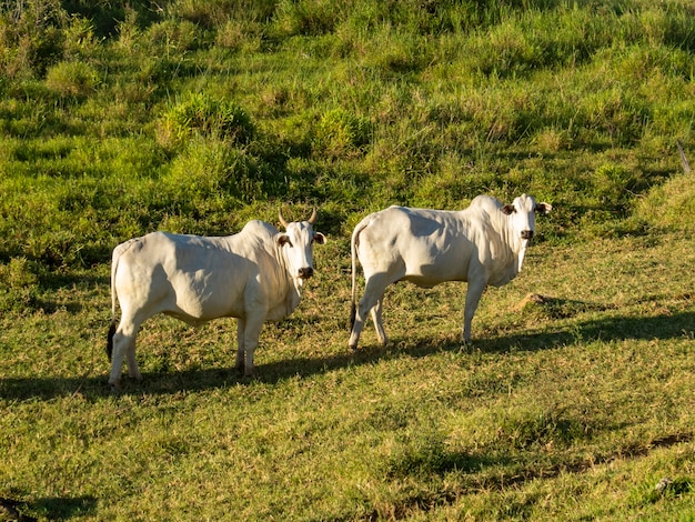 Dos vacas Nellore en el pasto