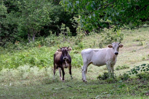 Dos vacas pastan libremente en un área forestal cerrada