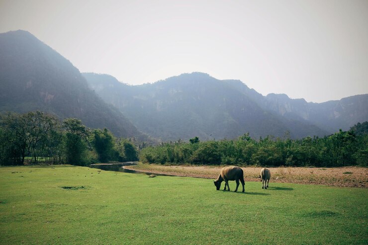 dos vacas pastando en un campo verde con montañas en el fondo