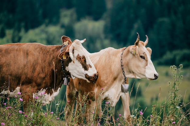 Dos vacas pastando en las montañas.