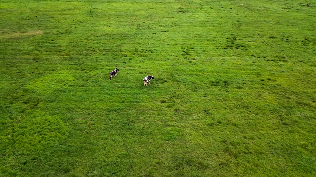 Dos vacas pastando en la vista superior de un prado desde la fotografía aérea de drones